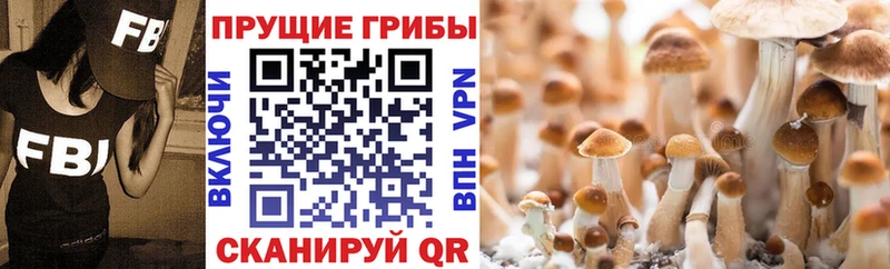 сайты даркнета как зайти Пересвет Псилоцибиновые грибы Psilocybe купить наркотики цена